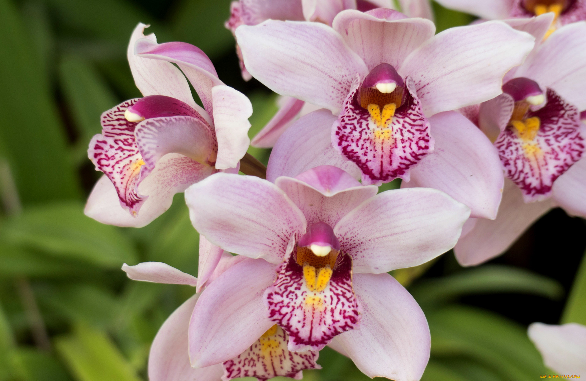 Flowers orchids. Фаленопсис Рефлекшн. Фаленопсис Монако. Орхидея Phalaenopsis exotic Punch. Фаленопсис Менкар.